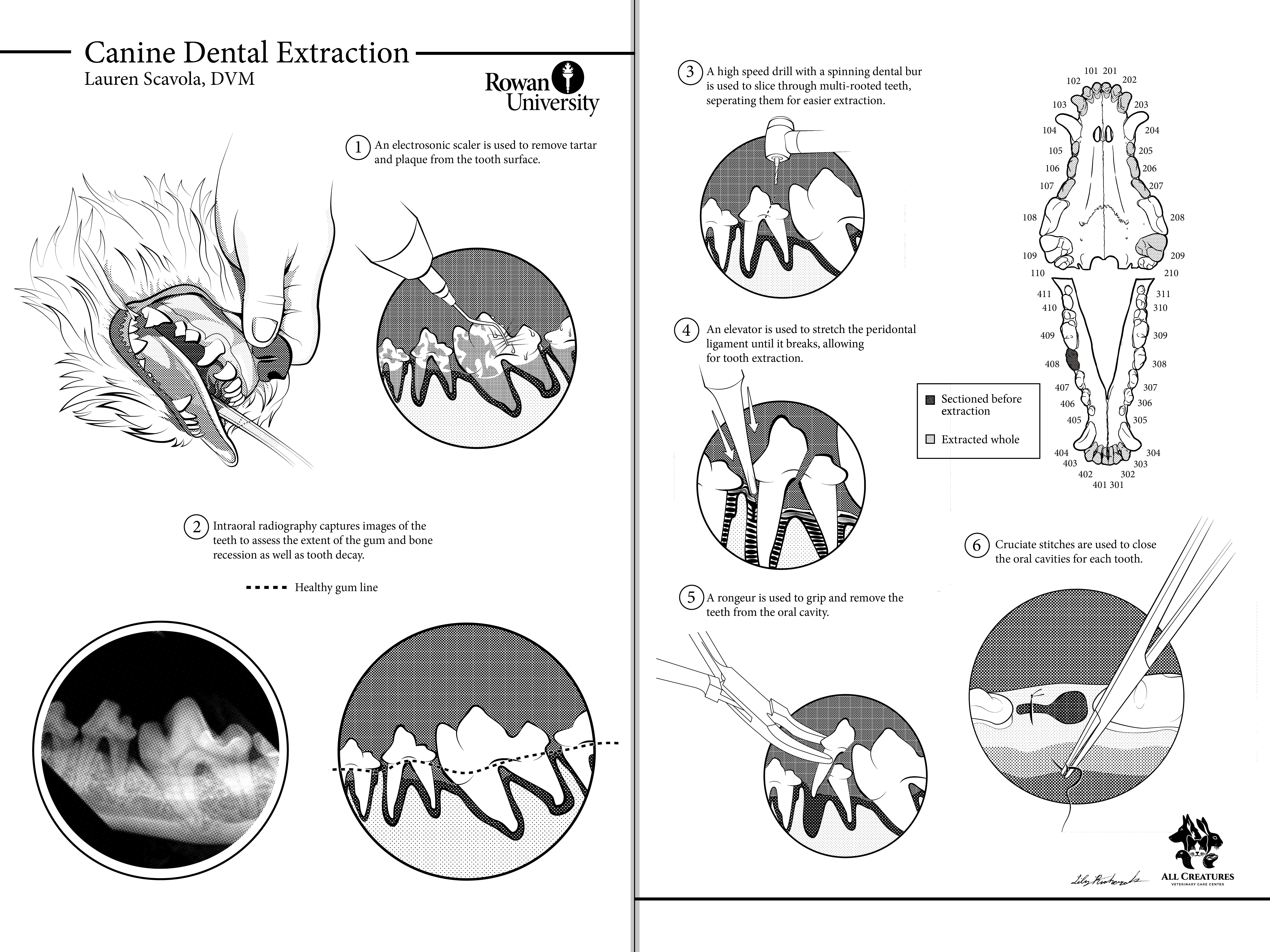 Canine Dental Extraction