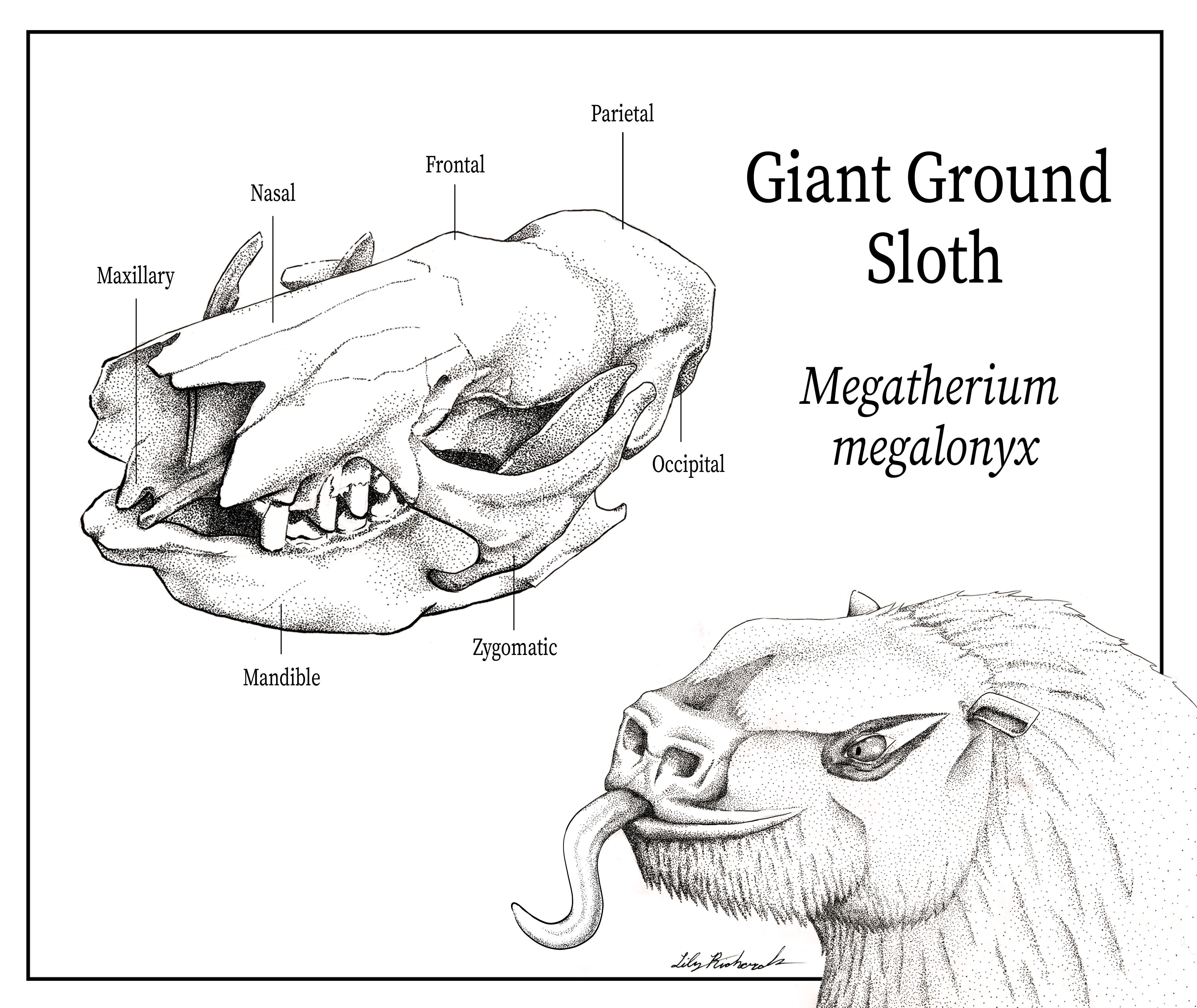 The Giant Ground Sloth