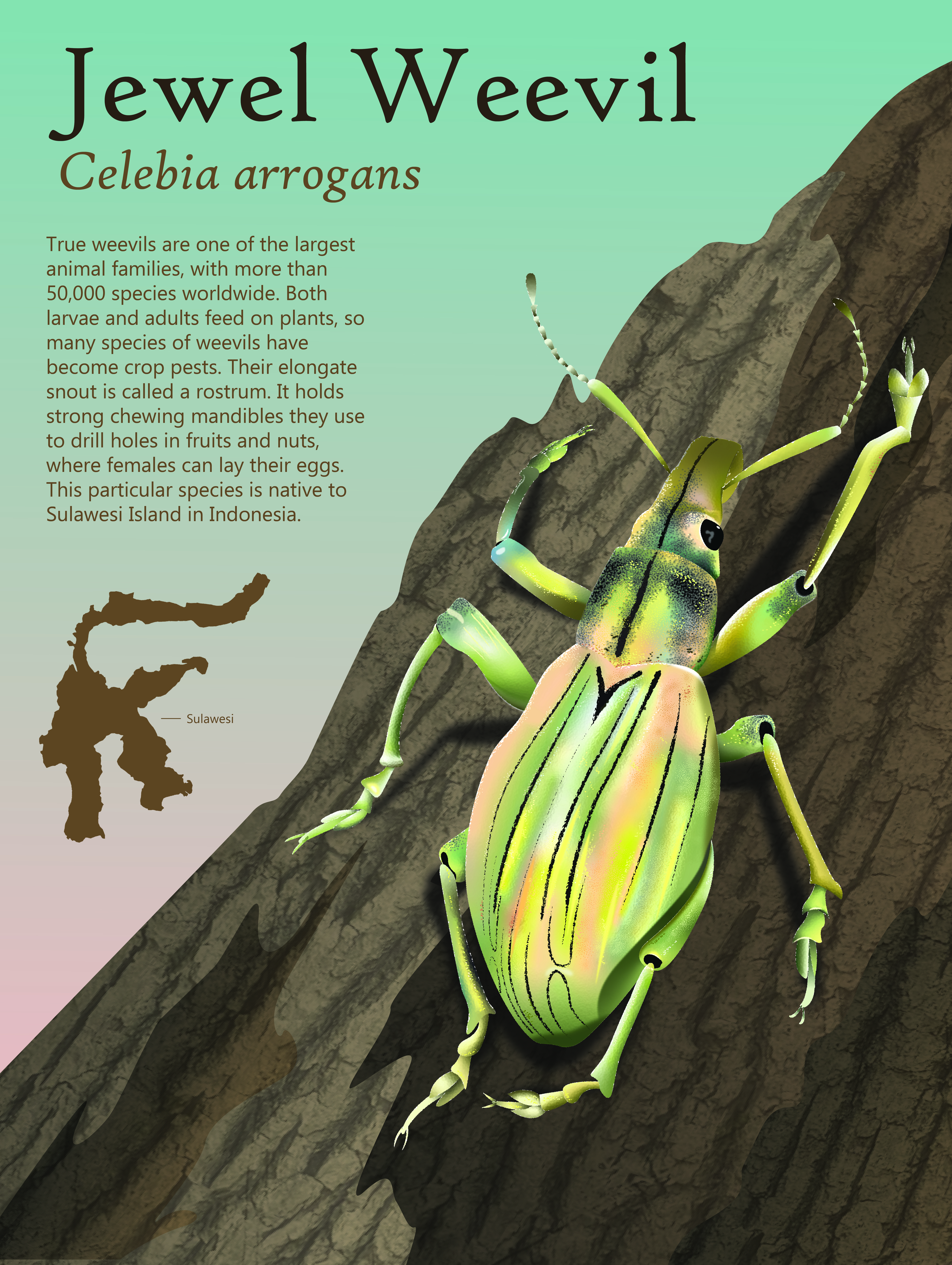 The Jewel Weevil