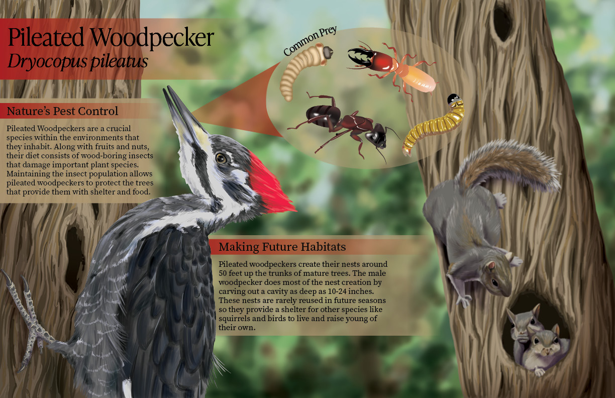 The Pileated Woodpecker
